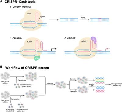 Applications of CRISPR screening to lung cancer treatment